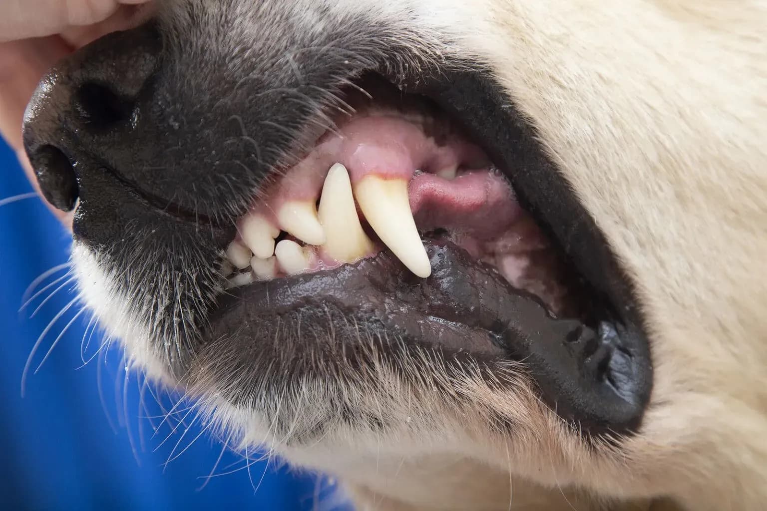aggressive-dog-the-dog-grins-a-1536x1024.webp