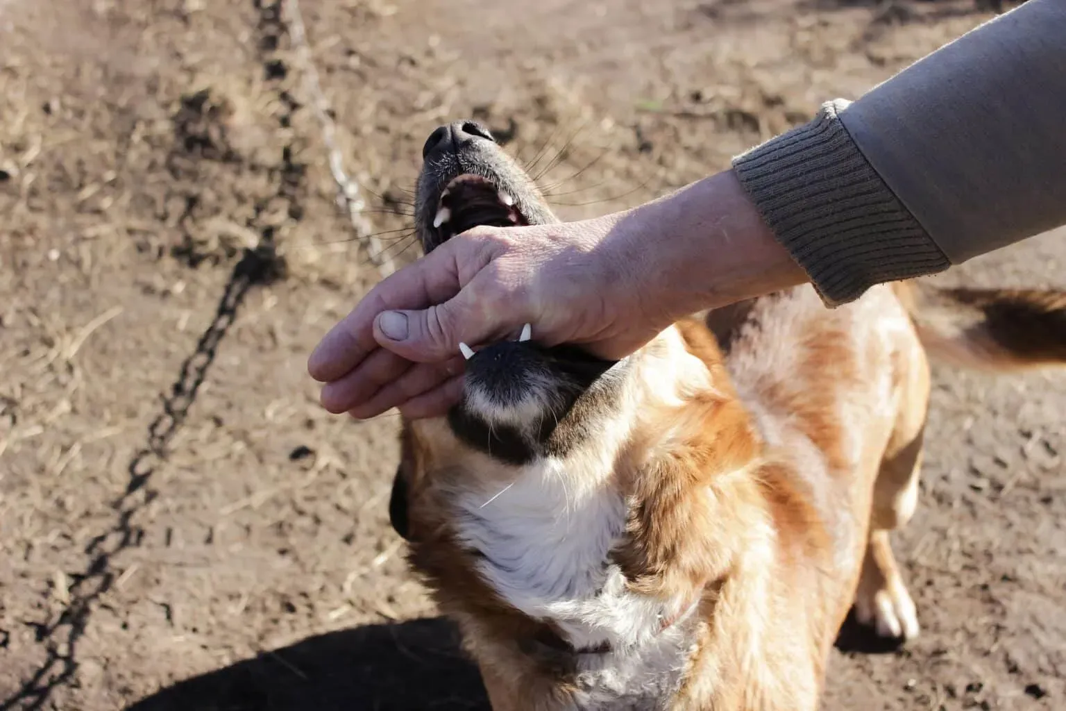 bigstock-Dog-Bites-At-Men-s-Arms-High-450470477-min-1536x1024.webp
