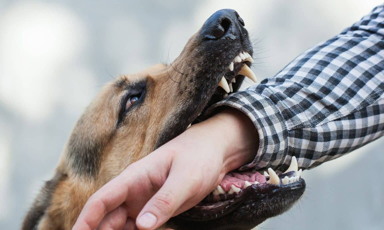 bigstock-One-German-Shepherd-Bites-A-Ma-328620403-min-1536x919.jpg