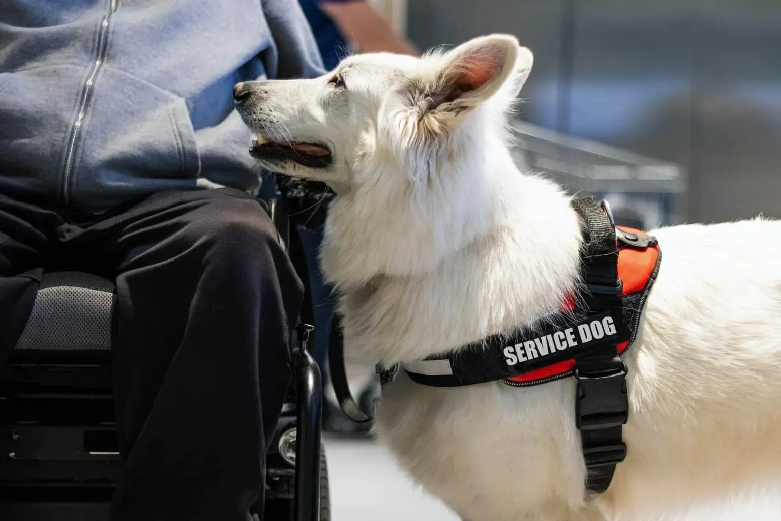 bigstock-Service-Dog-Giving-Assistance-430073996-min-1-1536x1024.webp