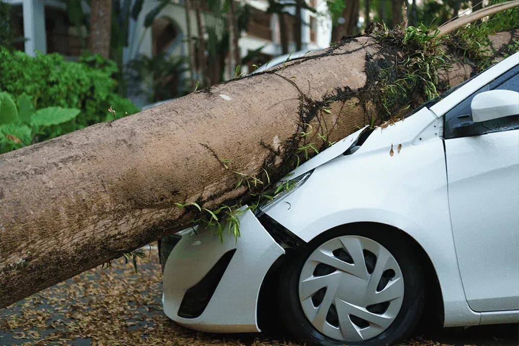Image-Of-A-Big-Tree-That-Fell