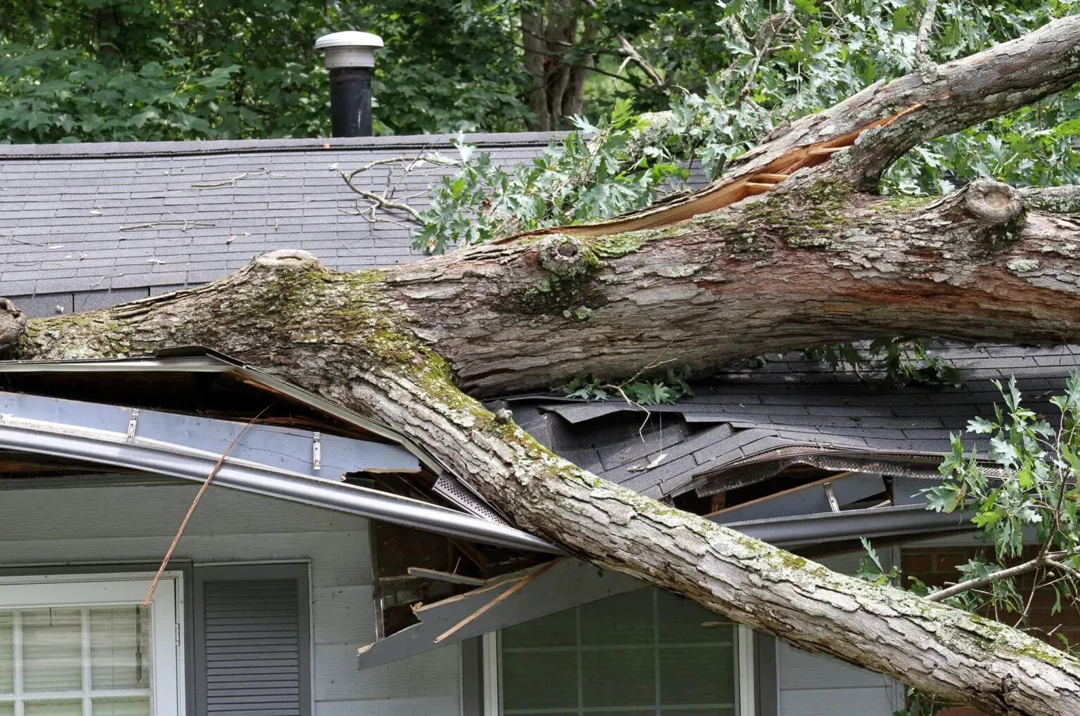 large-oak-tree-tossed-banner-1536x1018.webp