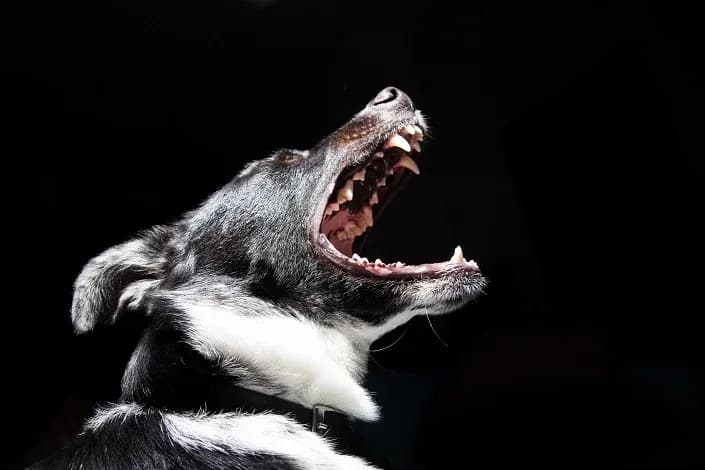 sm_animal-bark-black-wallpaper.webp