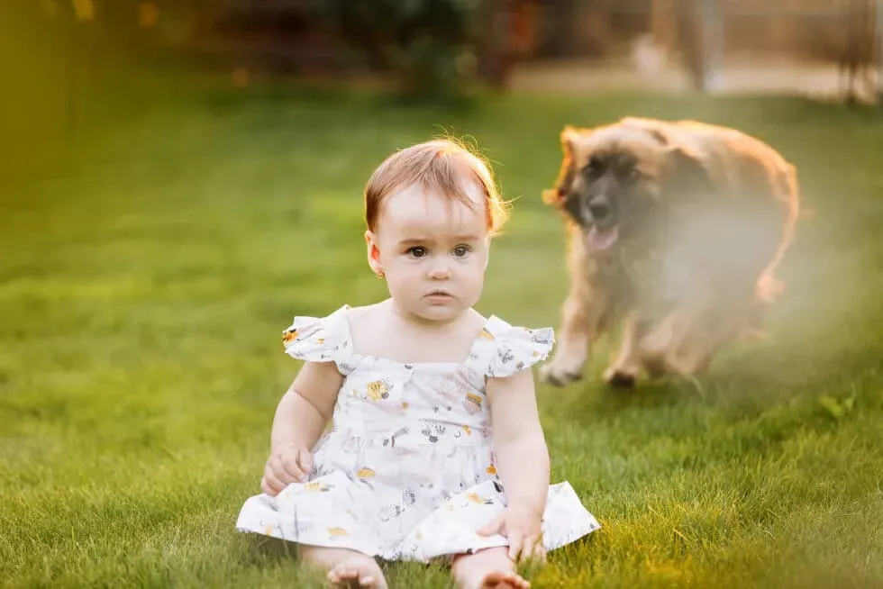 toddler-baby-girl-and-domestic-980x654.webp
